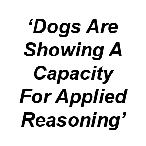Dogs show reasoning capacity