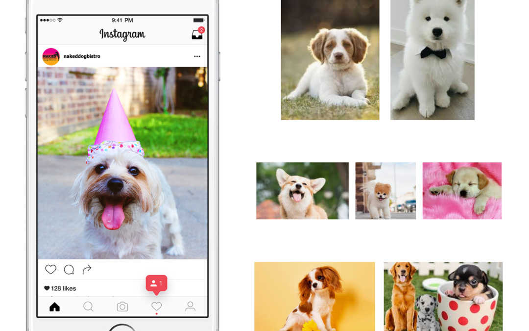 15 Dog Instagram Accounts You Definitely Need to Start Following