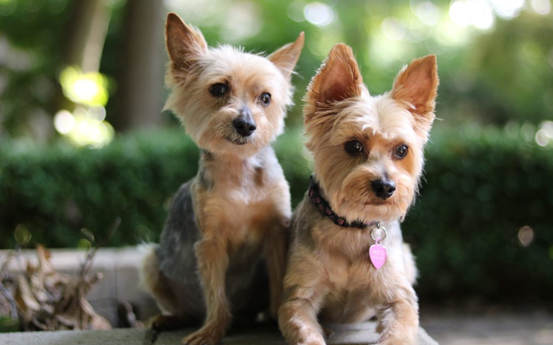 4 Holistic Flea Treatments Every Dog Owner Should Consider