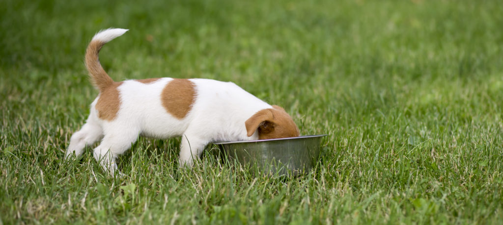 A hungry jack russell terrier puppy eating organic food for dogs in the grass