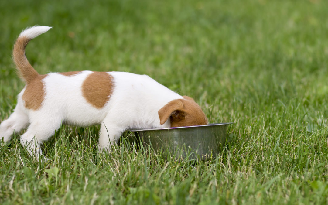 3 Reasons To Choose Organic Food For Dogs