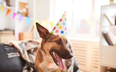 7 Fabulous Dog Party Tips From Your Local Dog Bakery