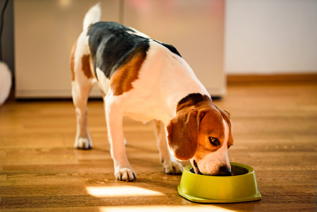Dog beagle eating food from bowl in bright interior.