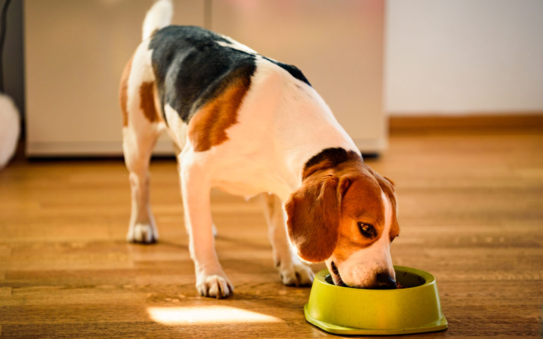 Gluten Free Dog Food: Is This Your Best Option?