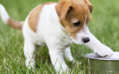 Organic Dog Food: Which Ingredients Are Best?