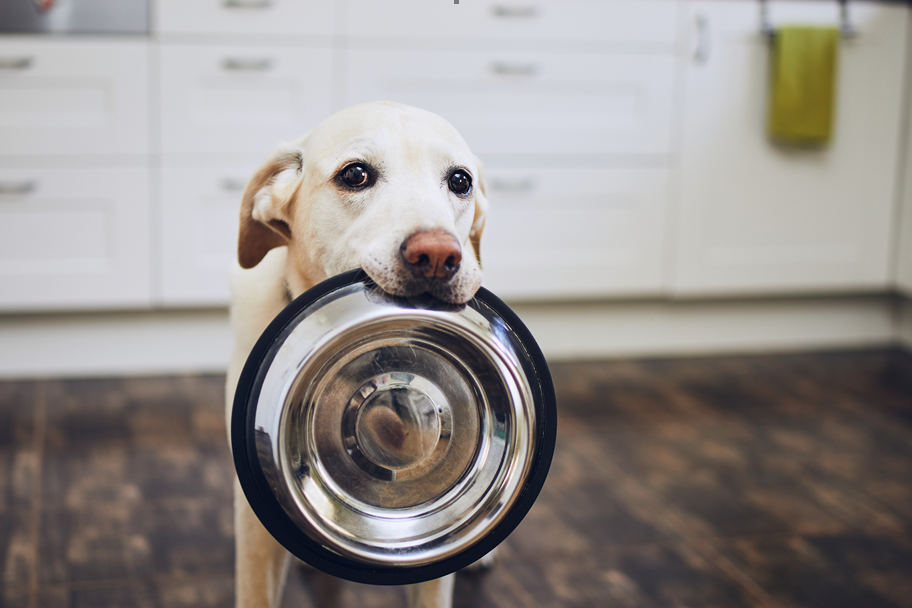 How To Choose The Best Organic Dog Food Brands