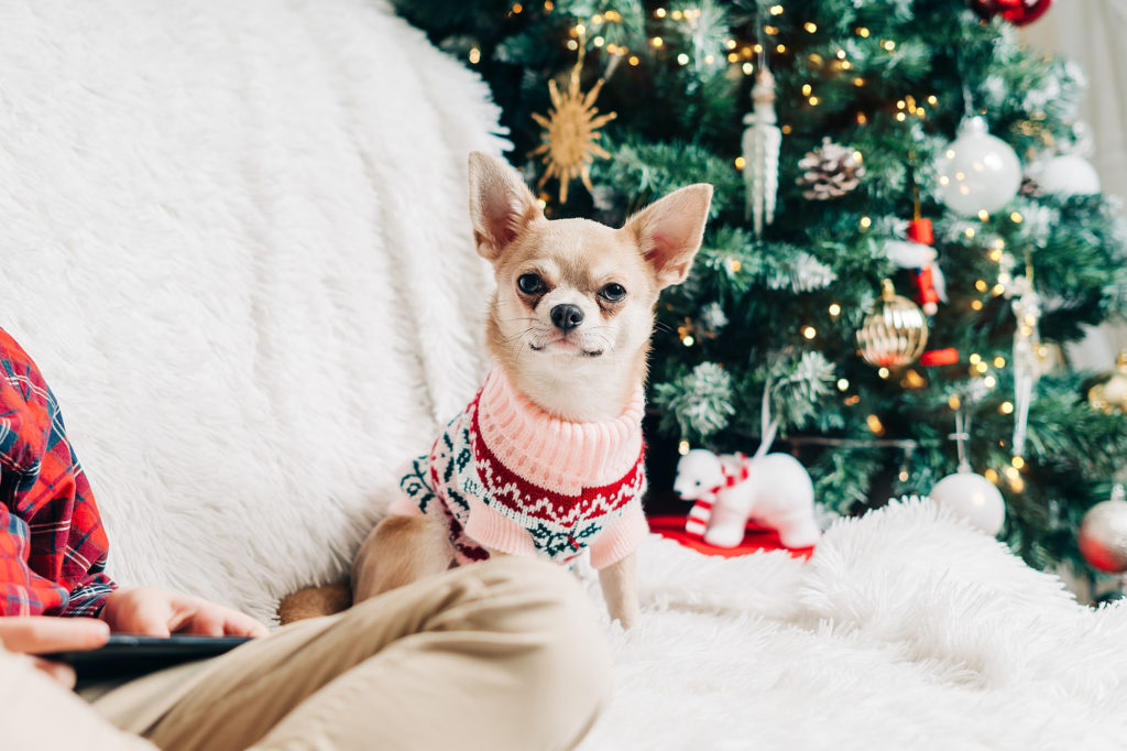 Small dog in sweater sits by person in front of Christmas tree.