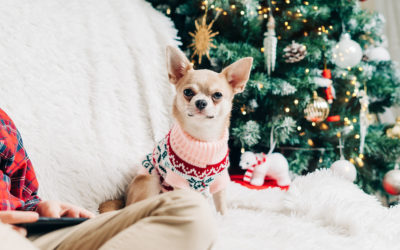 Your 2021 Guide To The Best Dog Christmas Gifts
