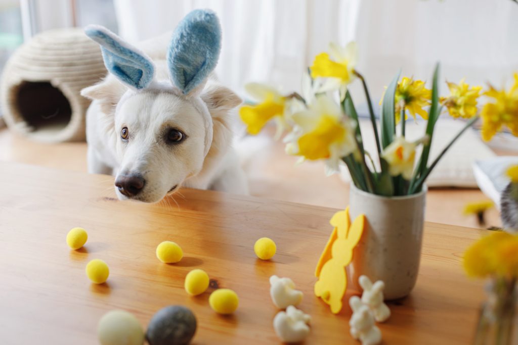 Dog with ears celebrating Easter