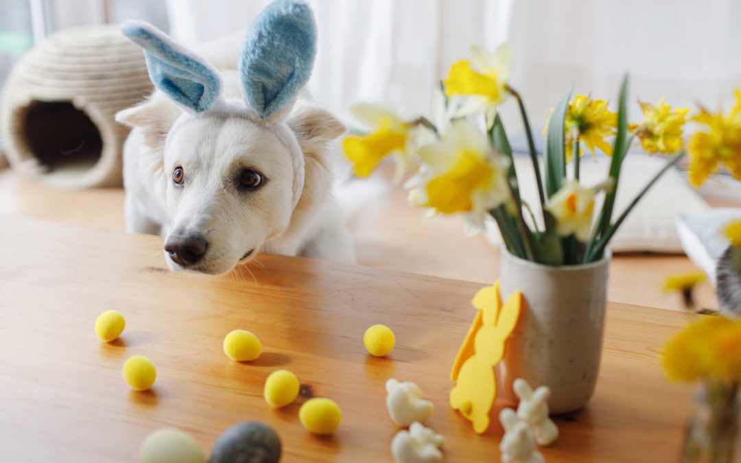 Fun Easter Ideas From Our Local Dog Bakery