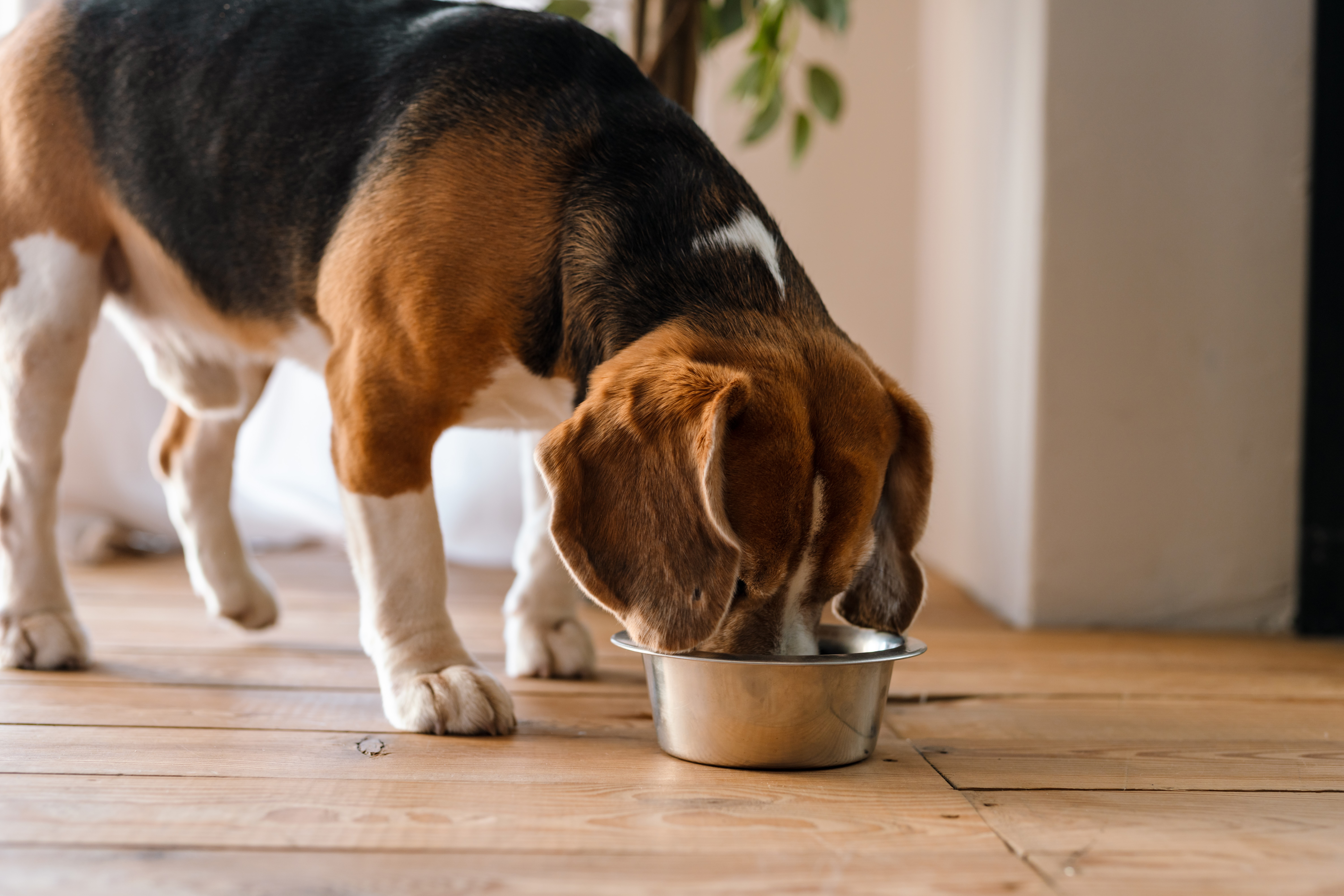 Fresh Dog Food: 6 Reasons To Make The Switch